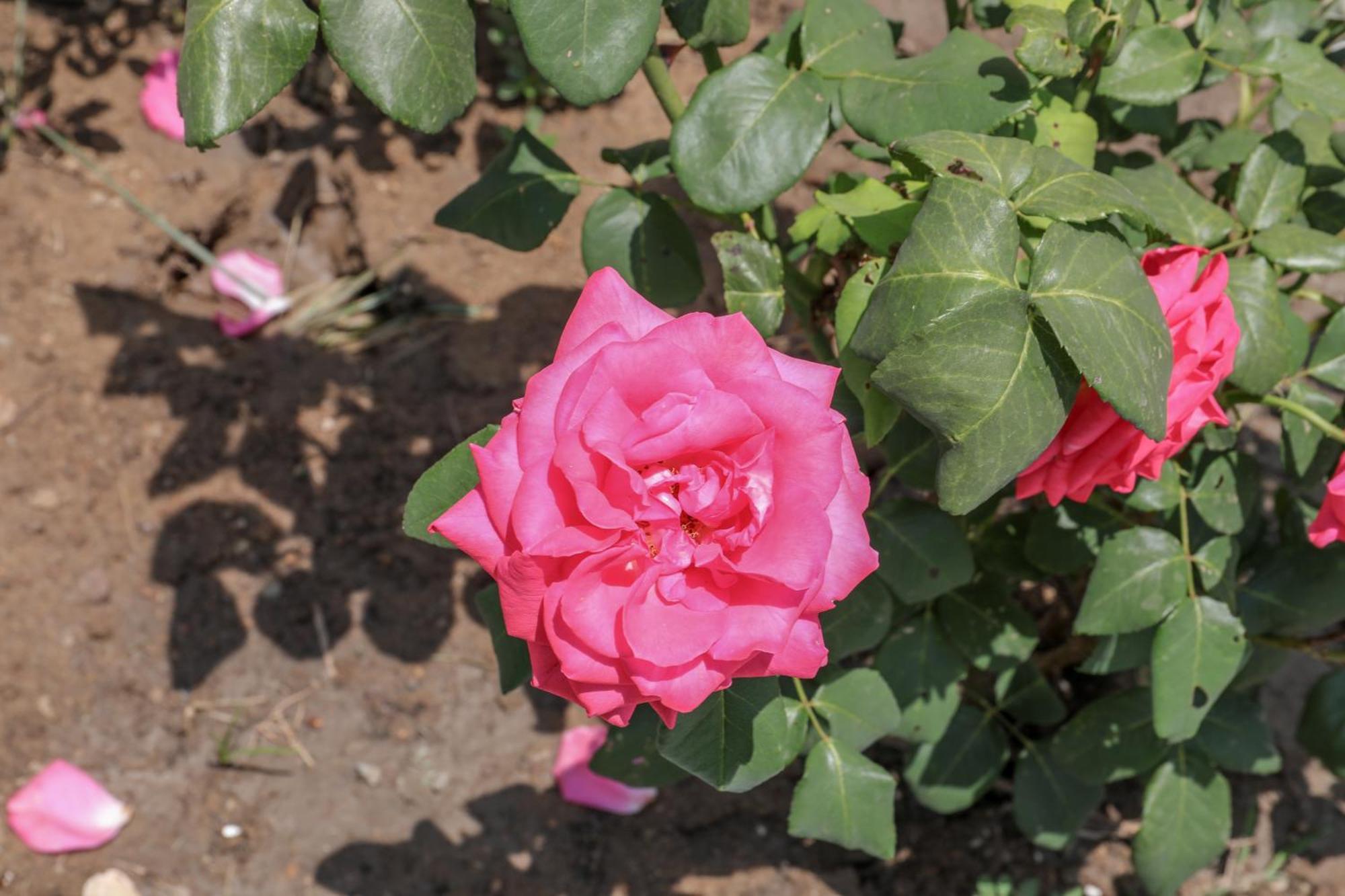ترولو Villa Rosa المظهر الخارجي الصورة